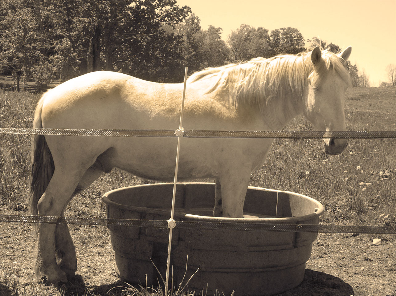 Horse standing in water trough